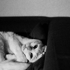 Schwarzweißaufnahme: eine weiße Katze, seitlich eingerollt auf einem Sofa, schaut in die Kamera.