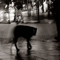Schwarzweißaufnahme. Ein alter Hund schleicht auf dem regenfeuchten Bürgersteig, im Hintergrund eine Handyreklame.